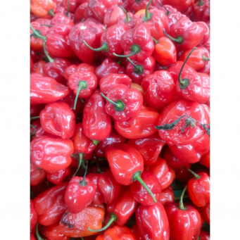 Pepper 