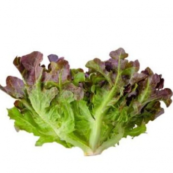 Lettuce