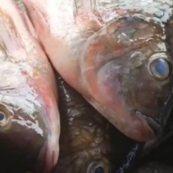 Fish / Seafoods