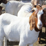 Bigger goat (all parts) head, legs and intestines