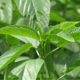 Local /Native Leaves