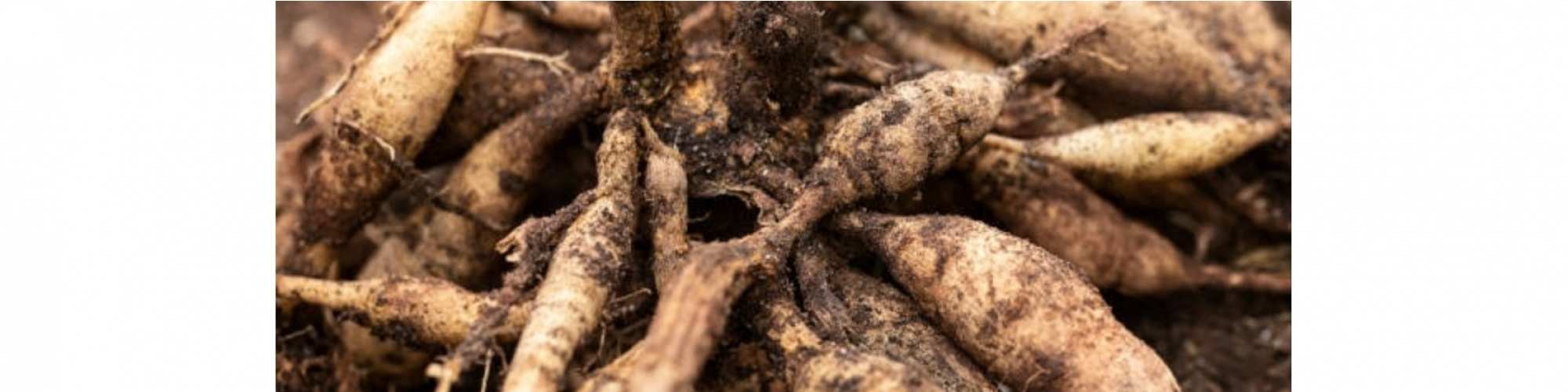 Tubers & Roots 