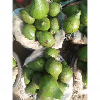 Avocado Pear (Butter Pear)