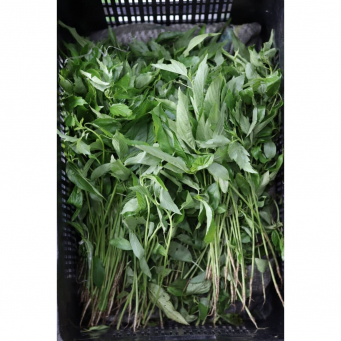 Local /Native Leaves