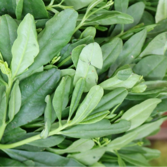 Local /Native Leaves