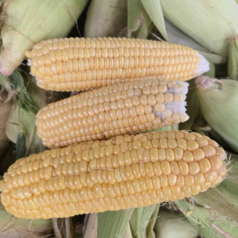 Sweet Corn