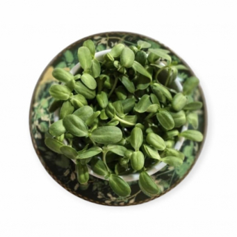 Exotic Vegetables  