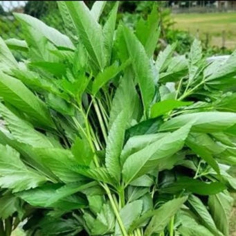 Local /Native Leaves