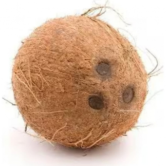 Coconut