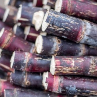 Sugarcane