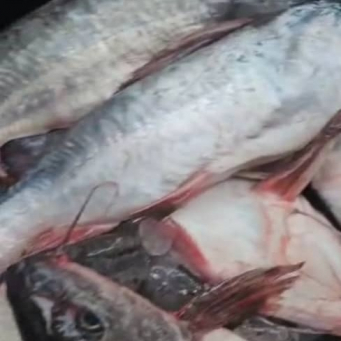 Fish / Seafoods