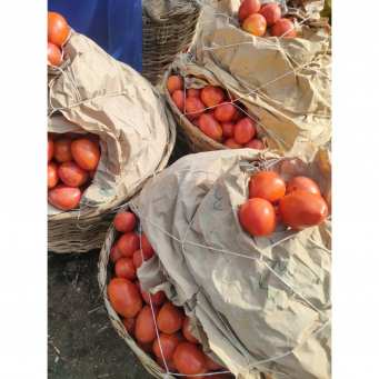 Tomatoes