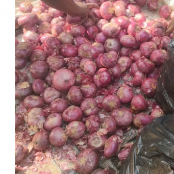 Onion (Red, White)