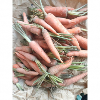 Carrot