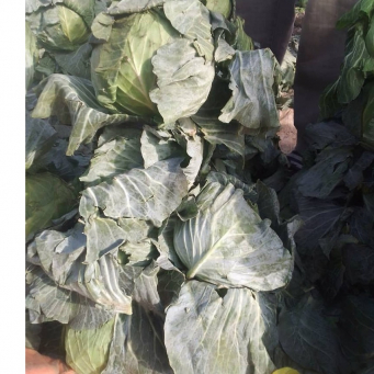 Cabbage