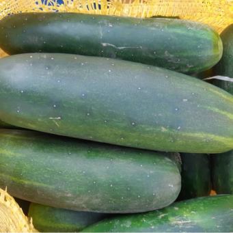Cucumber