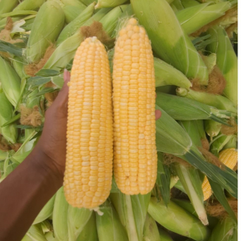Sweet Corn