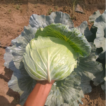 Cabbage