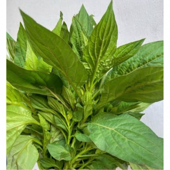 Local /Native Leaves