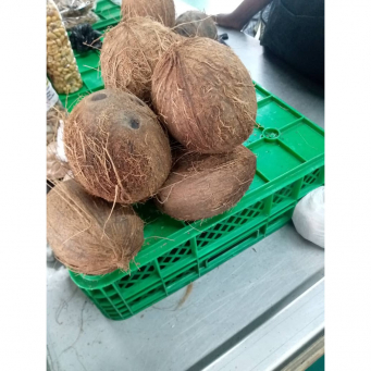 Coconut