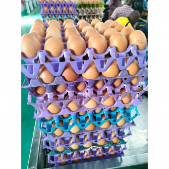 Egg