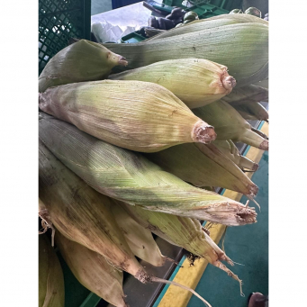 Maize (Corn)