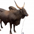 Cow Meat
