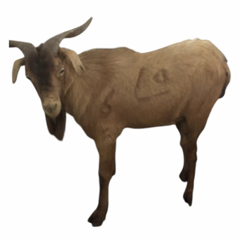 Goat Meat