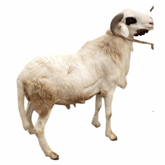 Ram