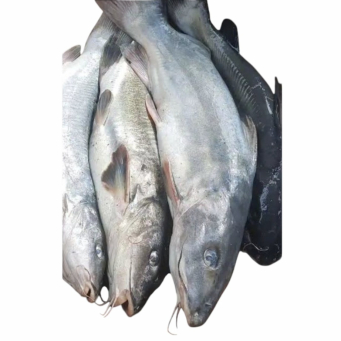 Fish / Seafoods