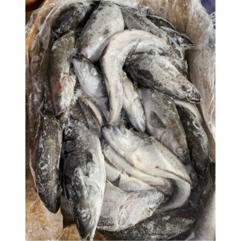 Fish / Seafoods