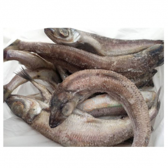 Fish / Seafoods