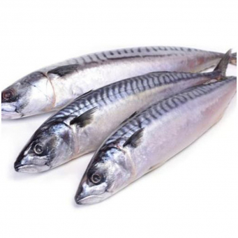 Fish / Seafoods