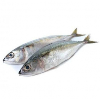Fish / Seafoods