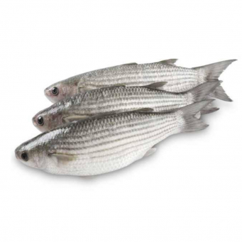Fish / Seafoods