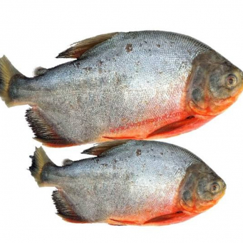 Fish / Seafoods