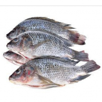 Fish / Seafoods