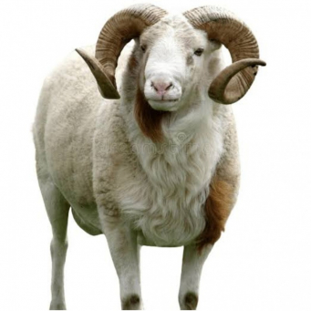 Ram