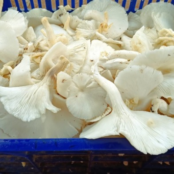 Mushroom