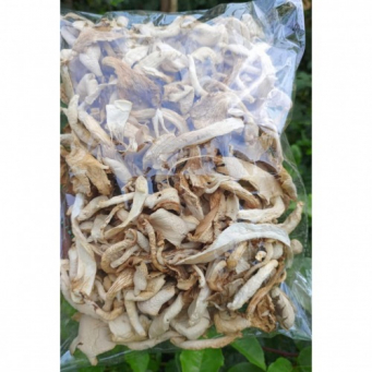 Mushroom