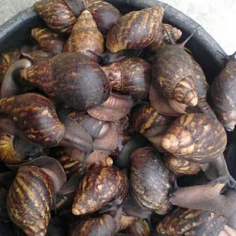Snails