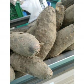 Yam (White Yam, Abuja Yam, Ghana Yam, Pounded Yam Variety)