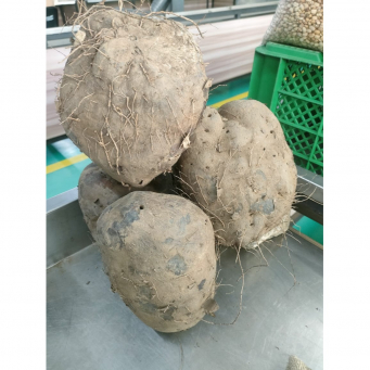 Yam (White Yam, Abuja Yam, Ghana Yam, Pounded Yam Variety)