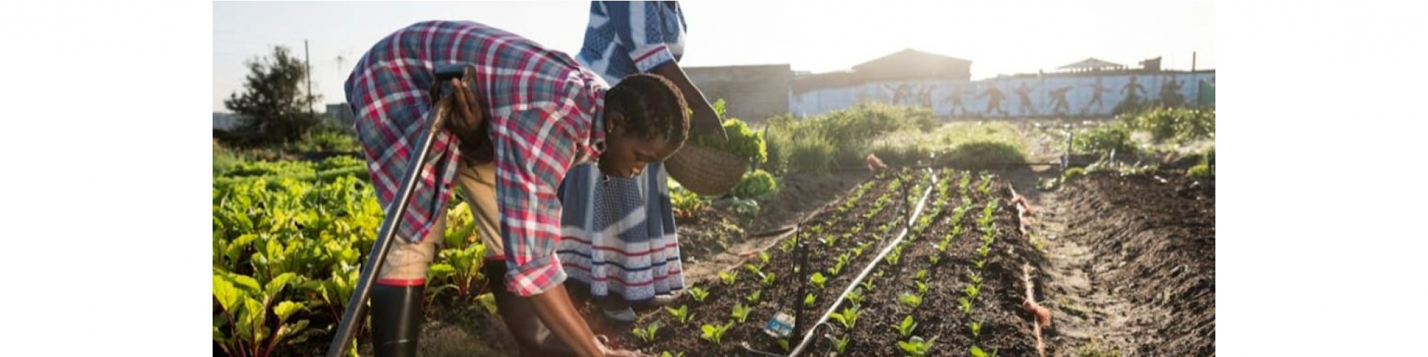 Lagos Farmers Market (Bulk & Off-take)