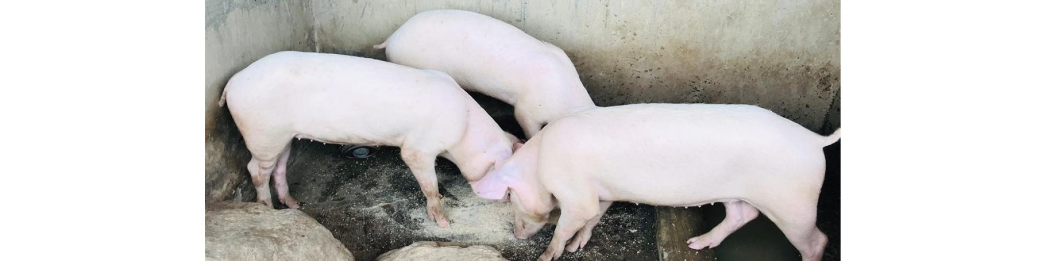 FJ-FARMS (Pork House)